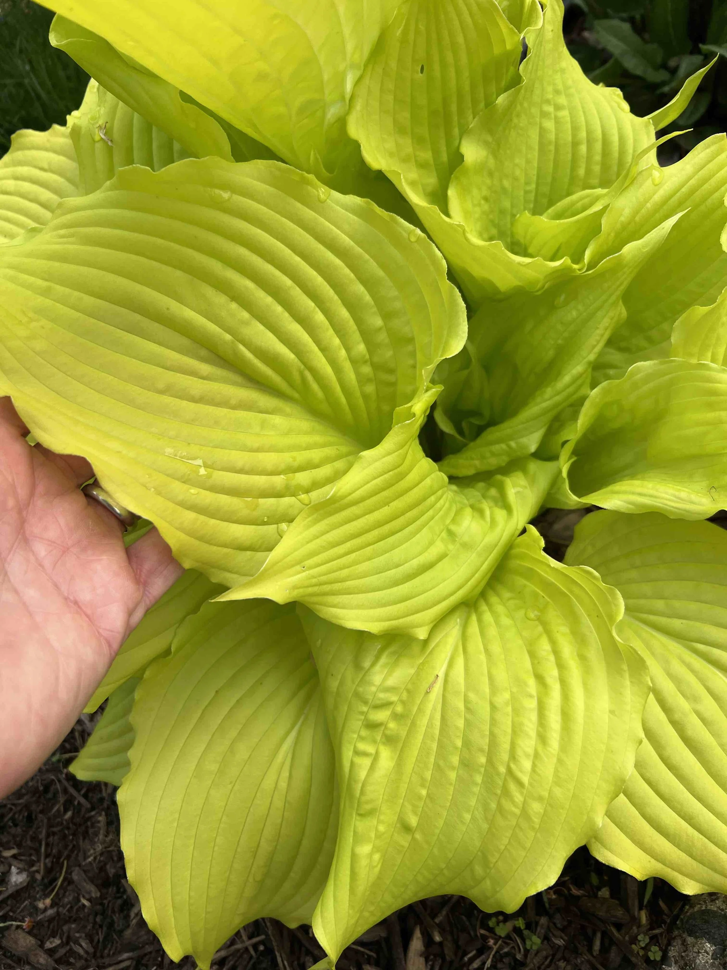 0084 - bright hosta