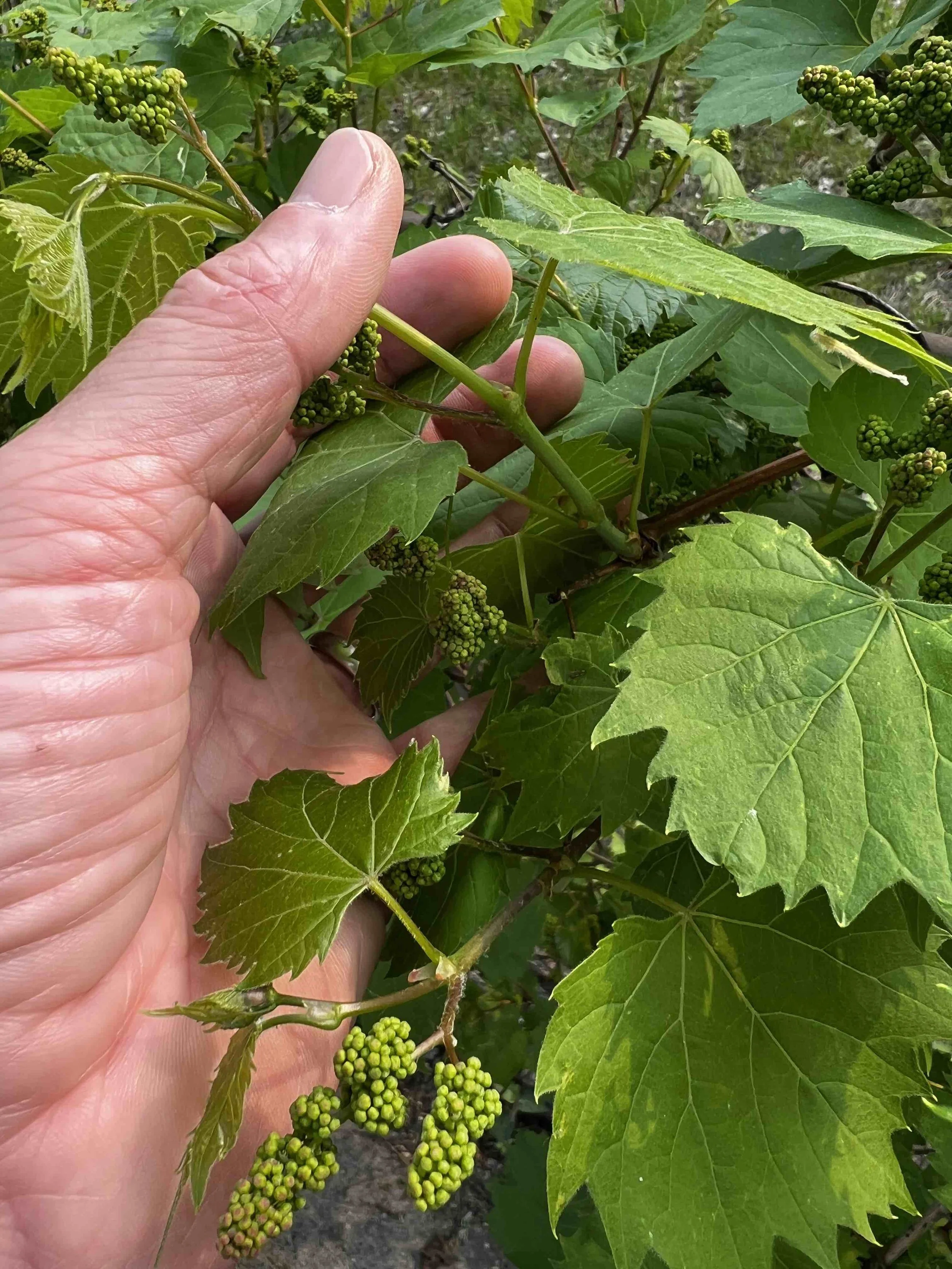 0085 - river grape blossoms