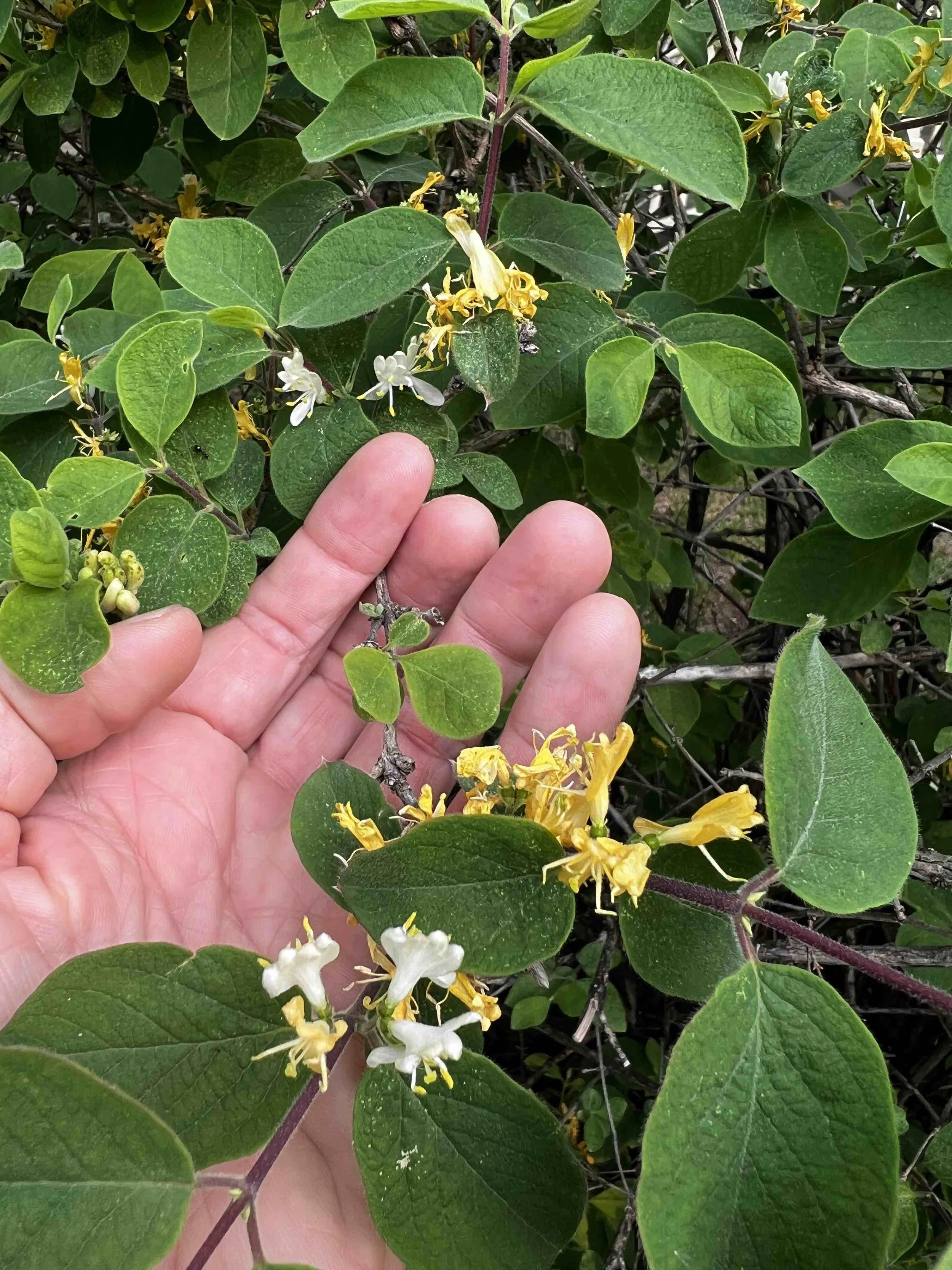 0086 - hedge honeysuckle flowers