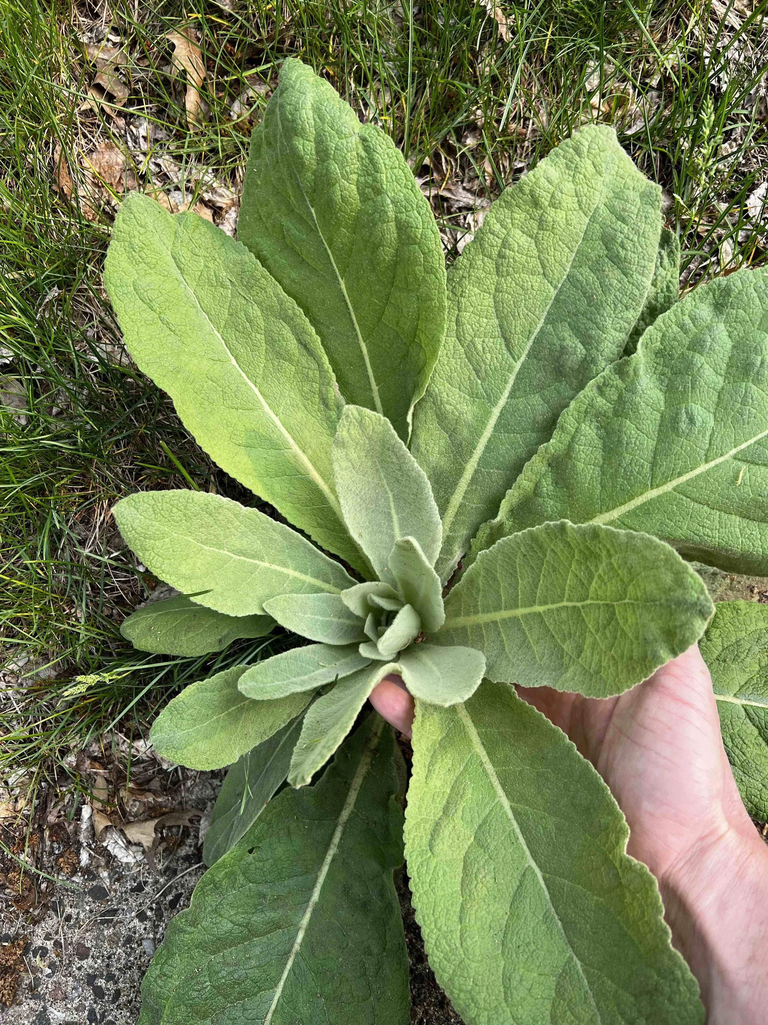 0087 - pretty lamb’s ear