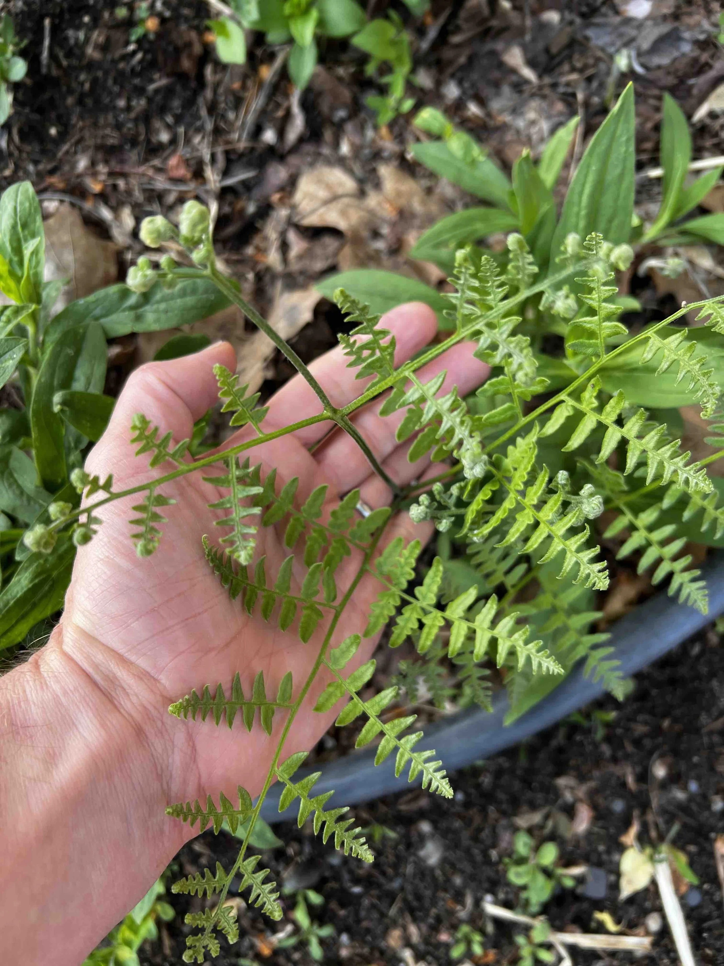 0095 - young sword fern