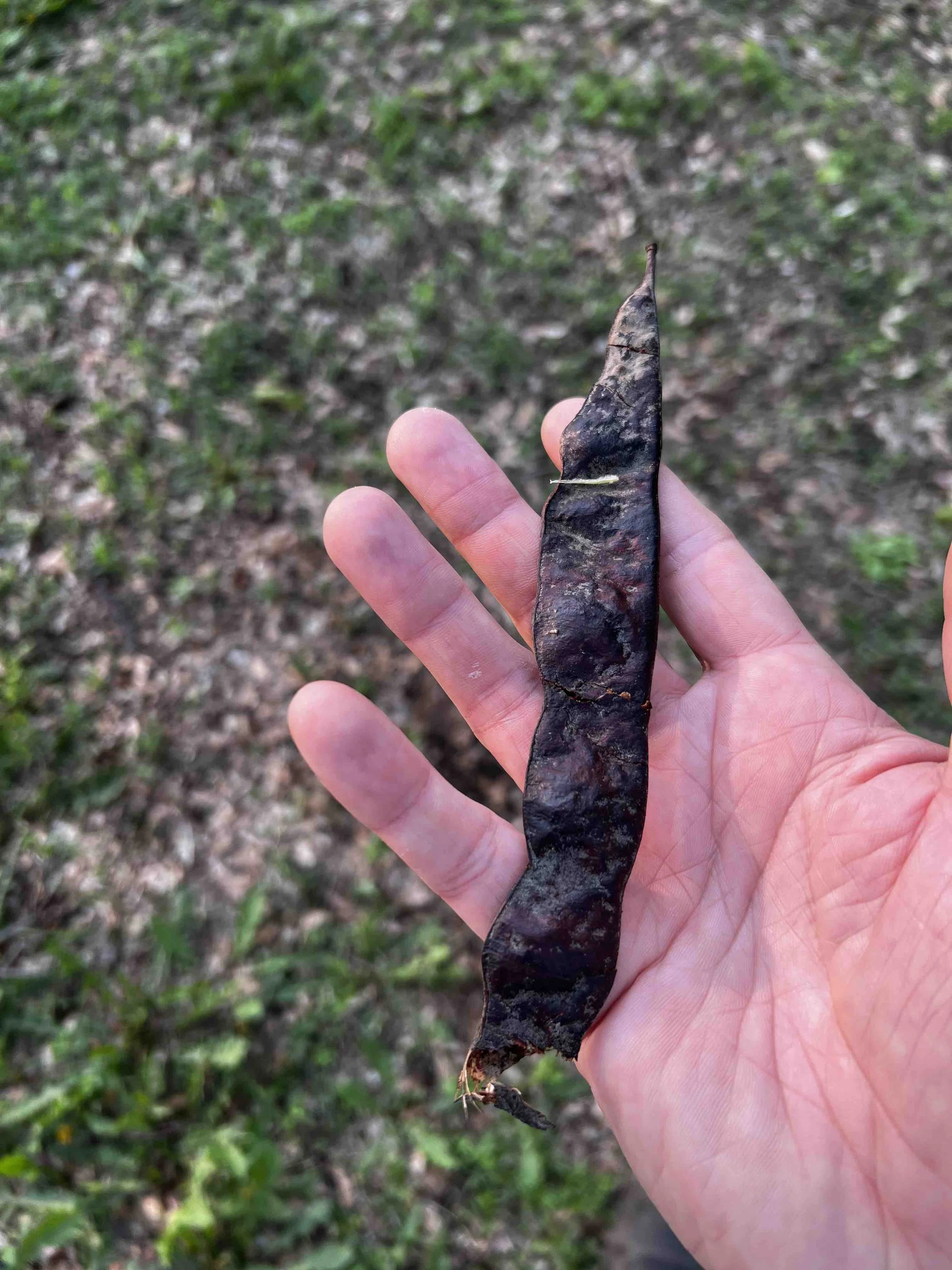 0097 - honey locust pod