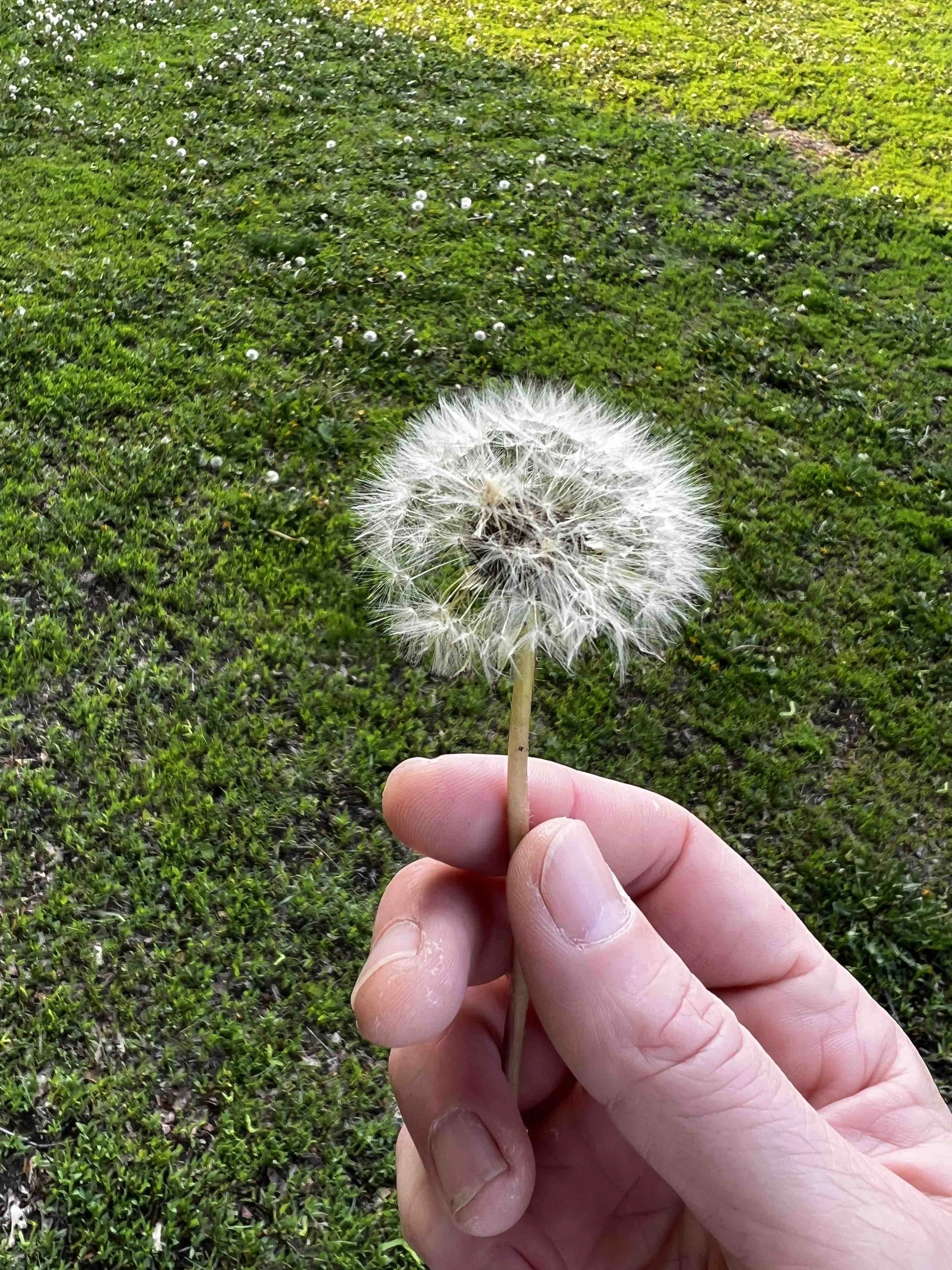 0098 - first perfect dandelion puff