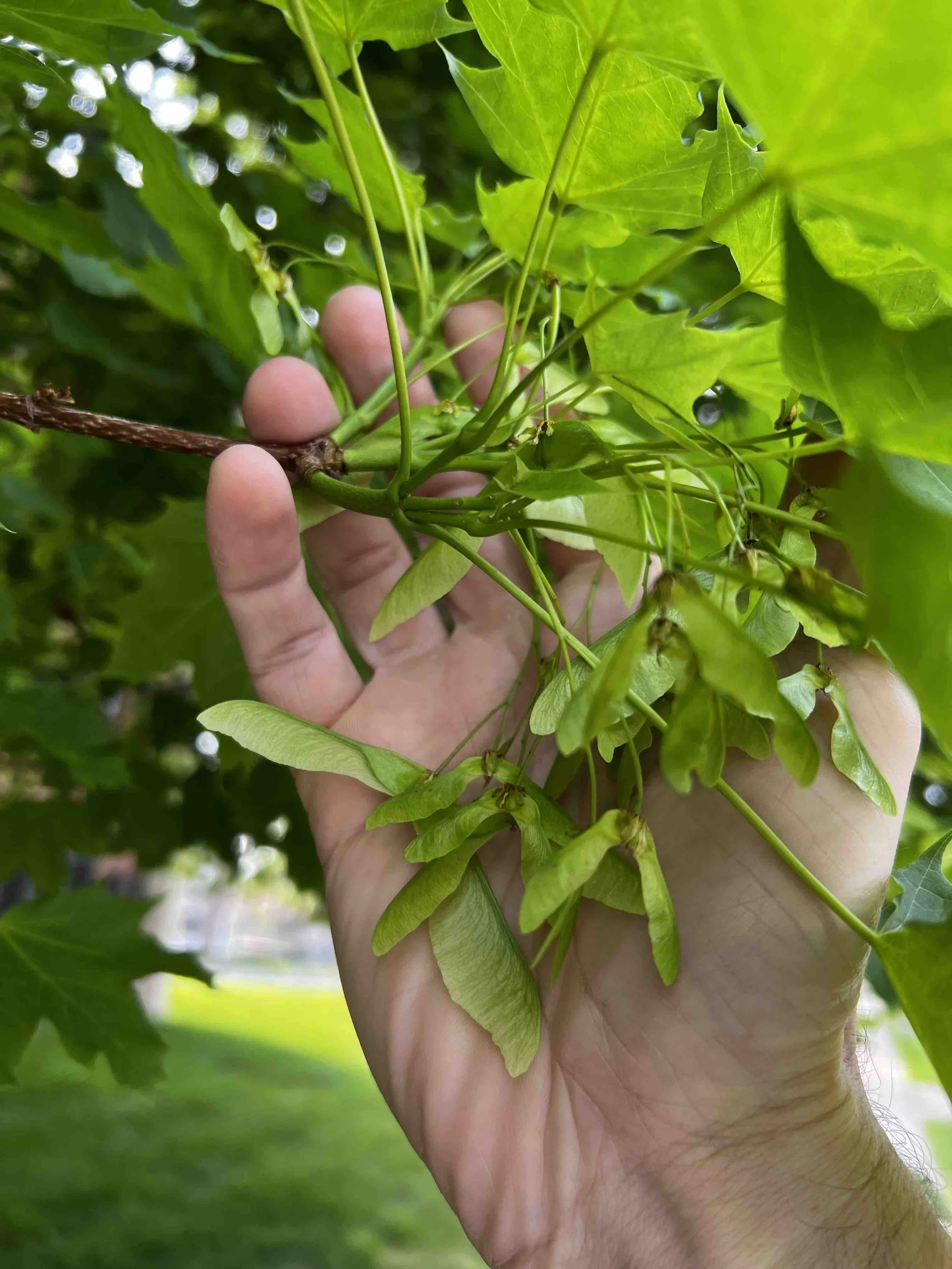 0135 - spray of maple seeds
