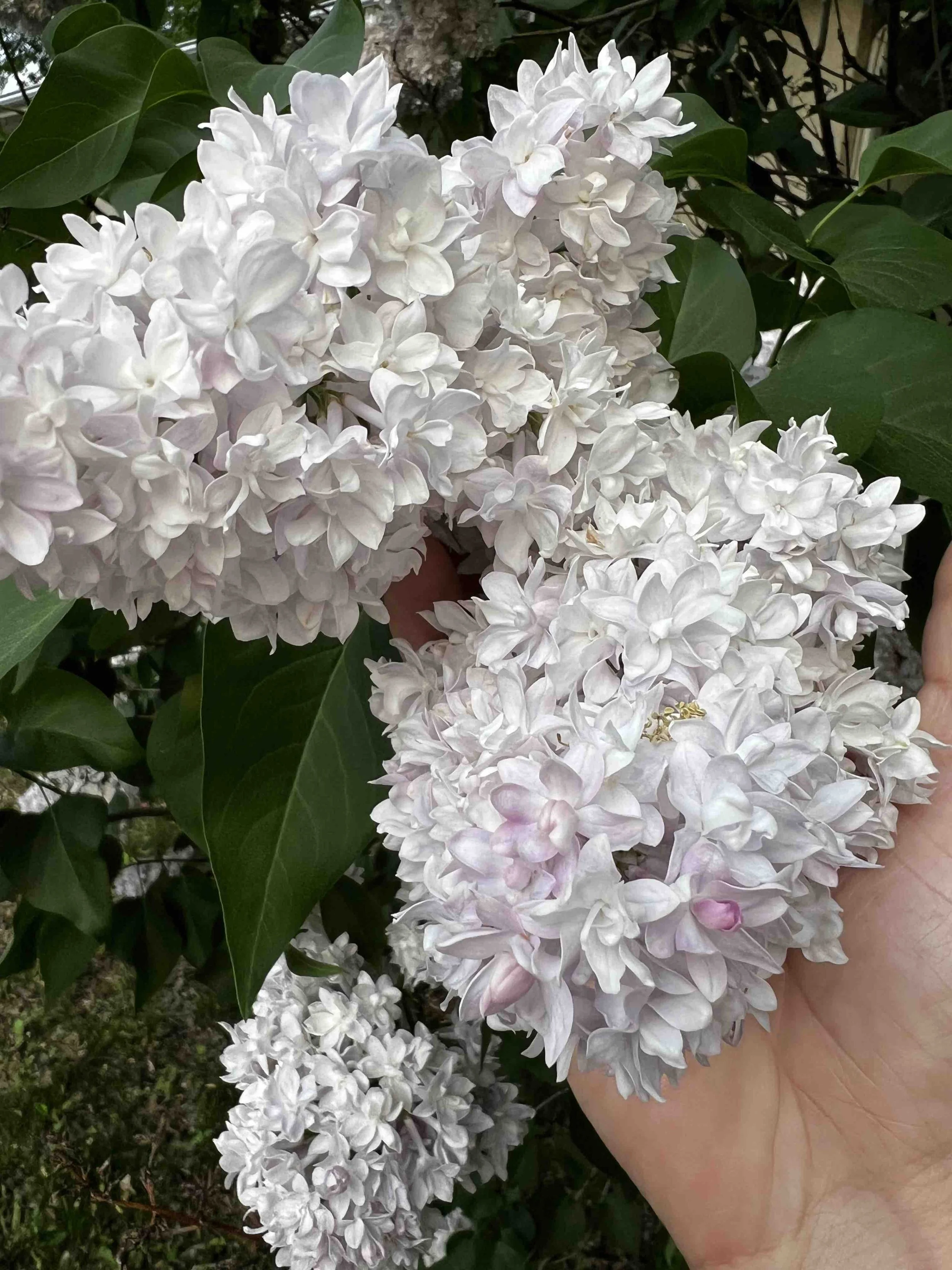 0138 - pink lilac