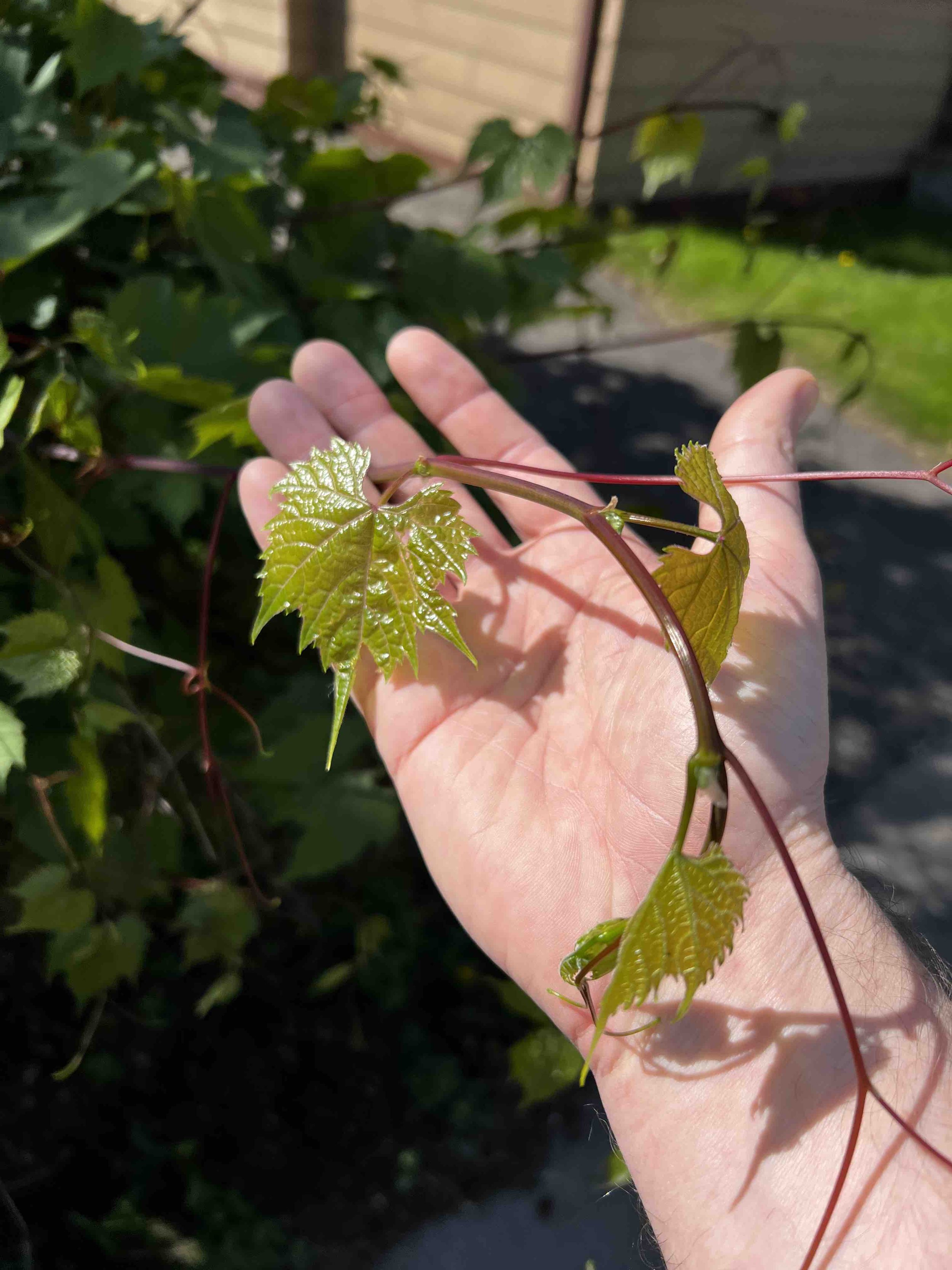 0150 - fresh creeper vine