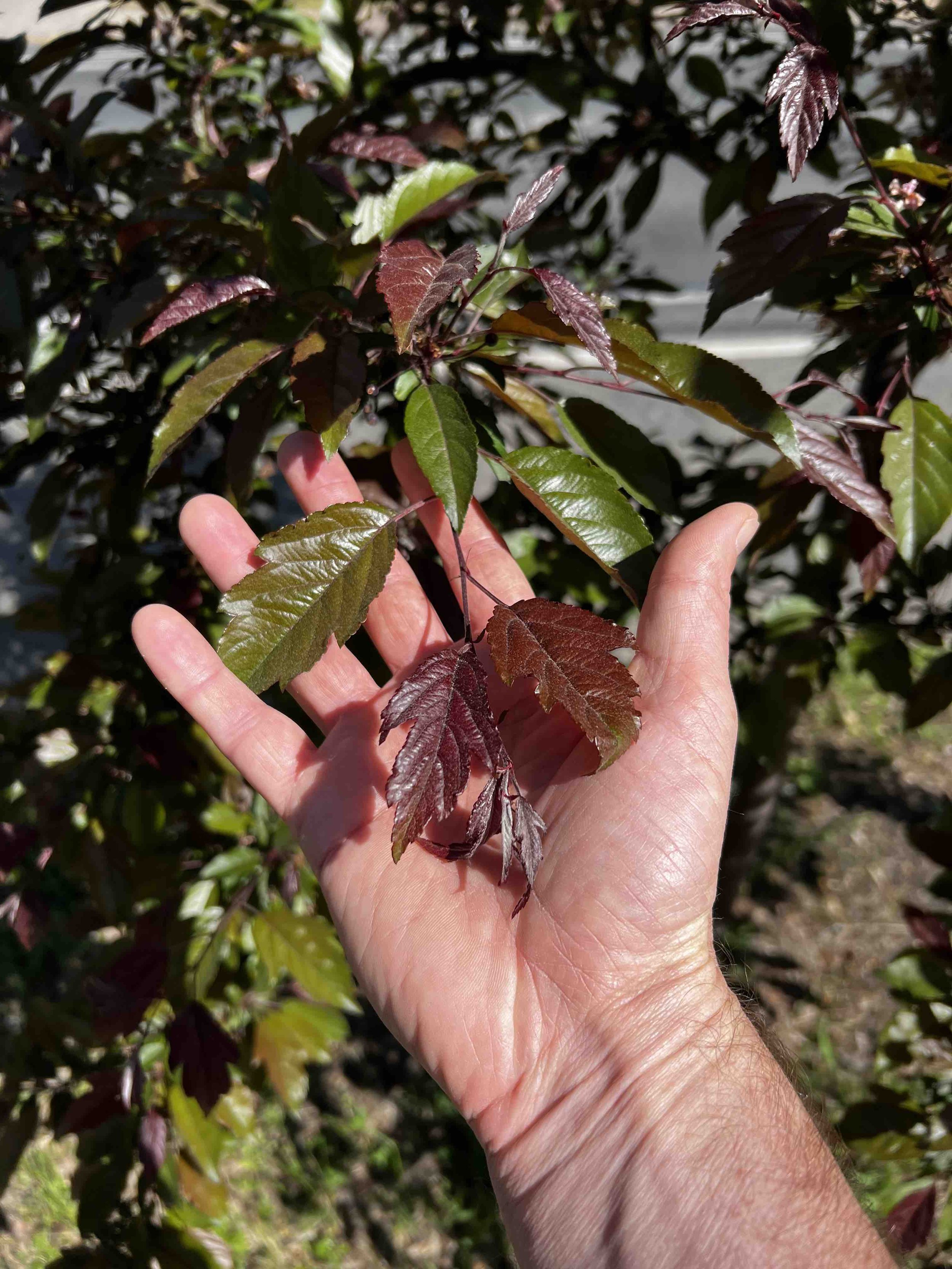 0151 - glossy fresh crabapple leaves