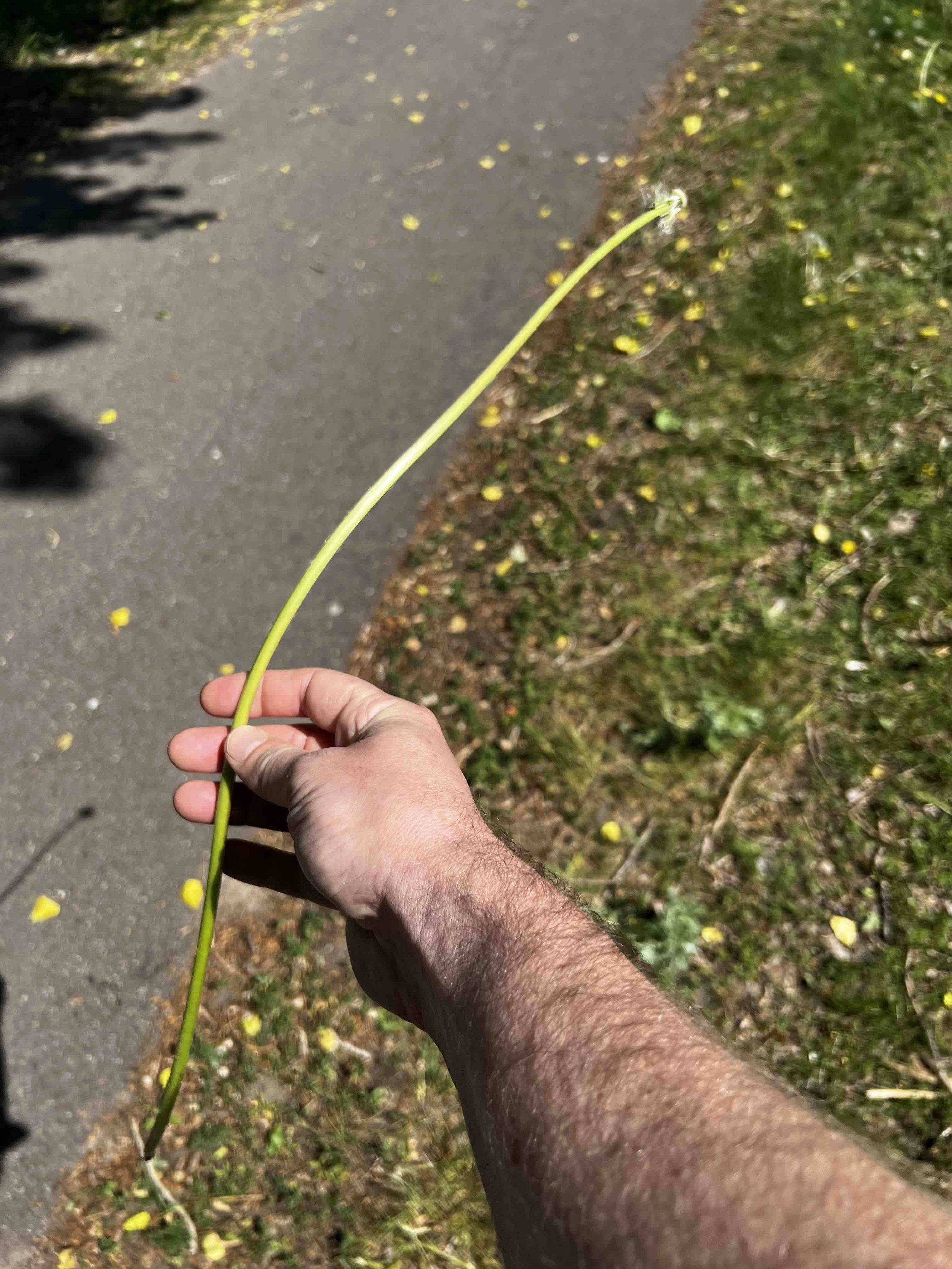 0152 - long dandelion stem