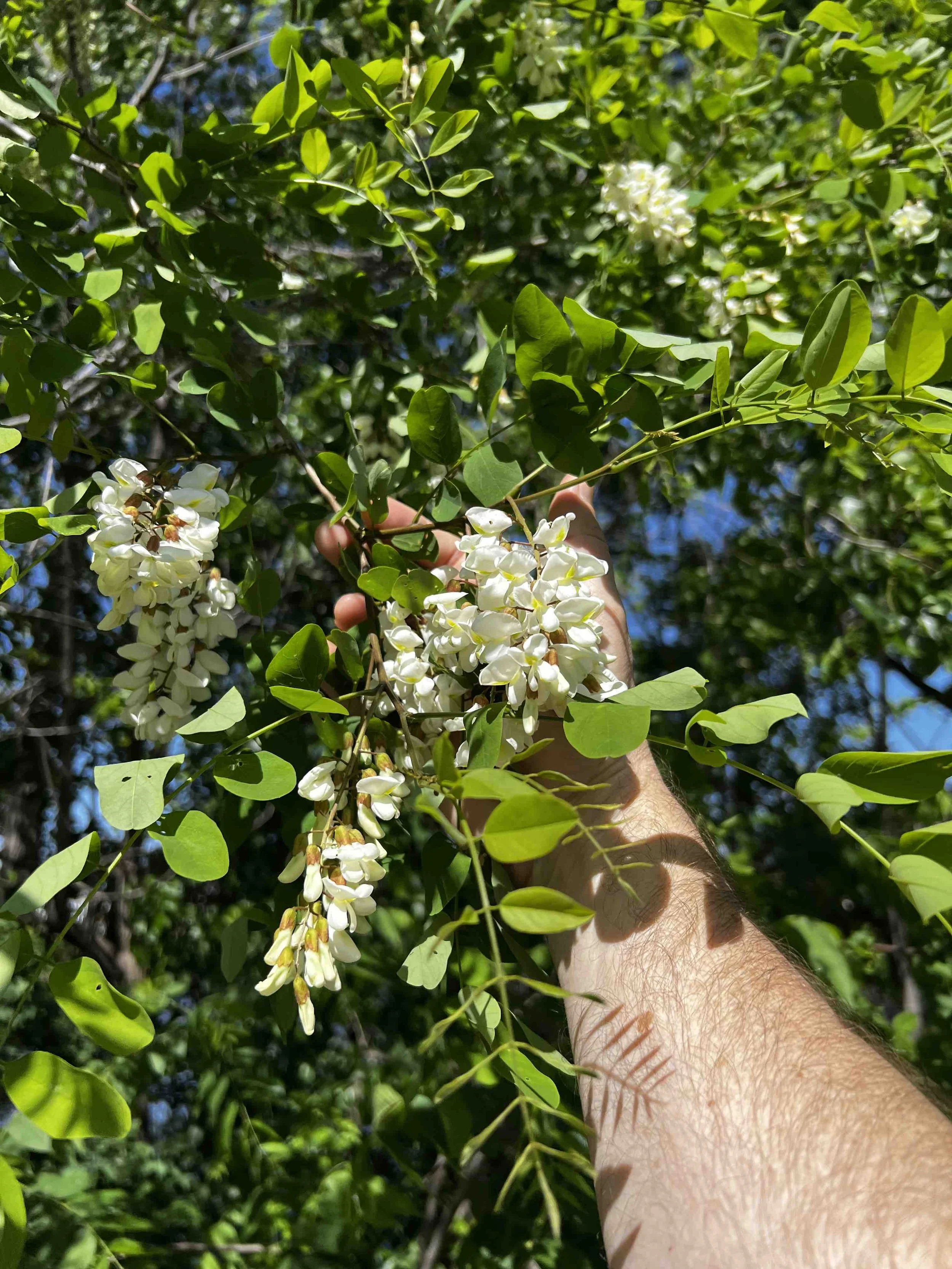 0153 - honey locust blossom