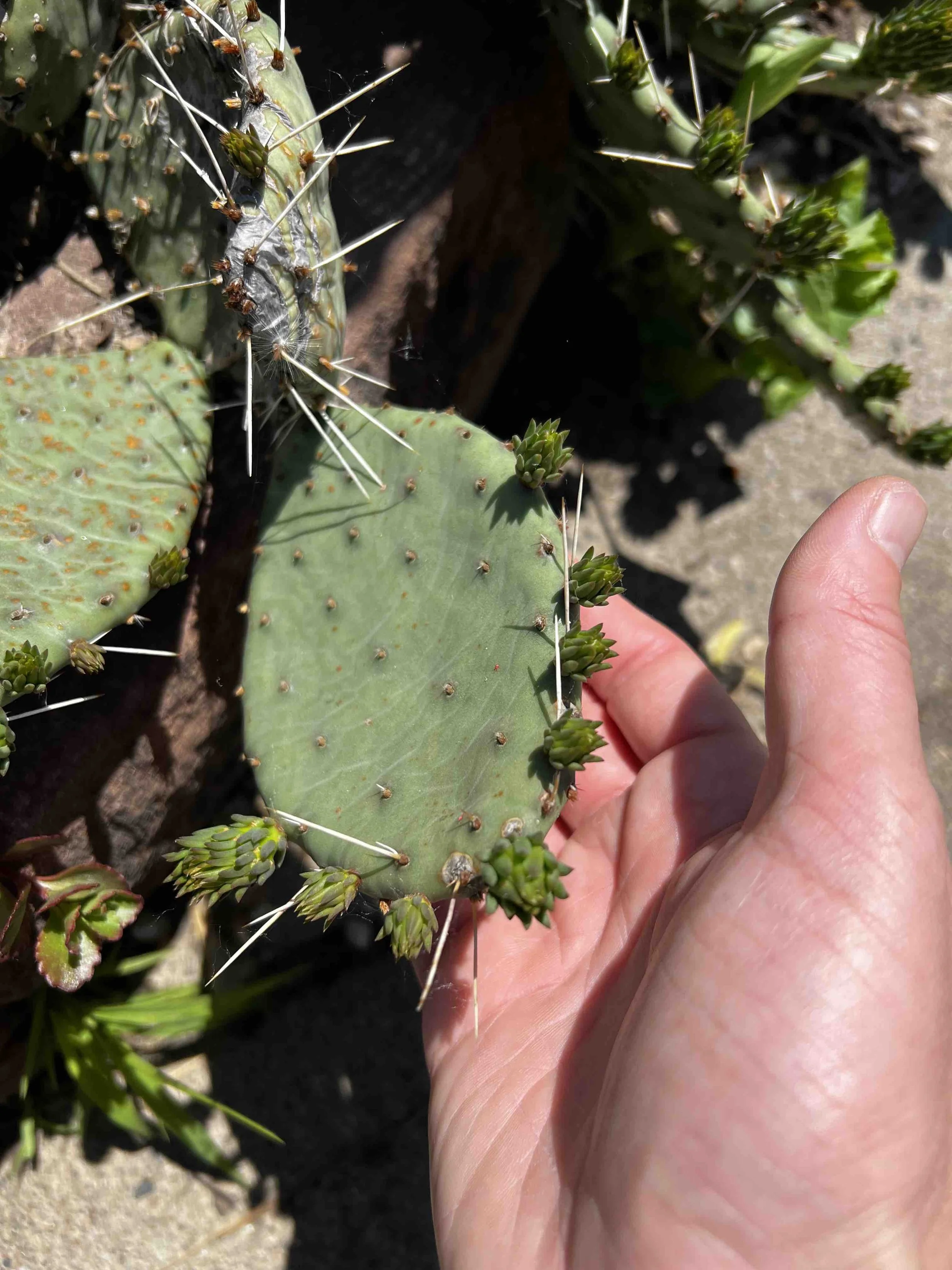 0157 - wee cactus paddles