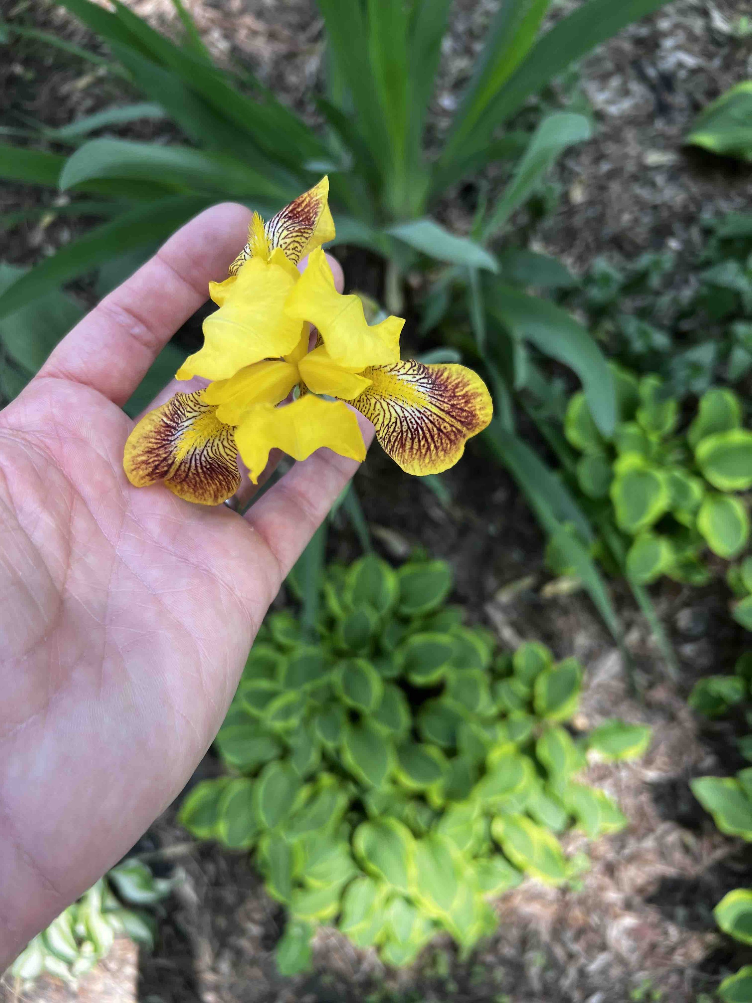 0159 - yellow iris