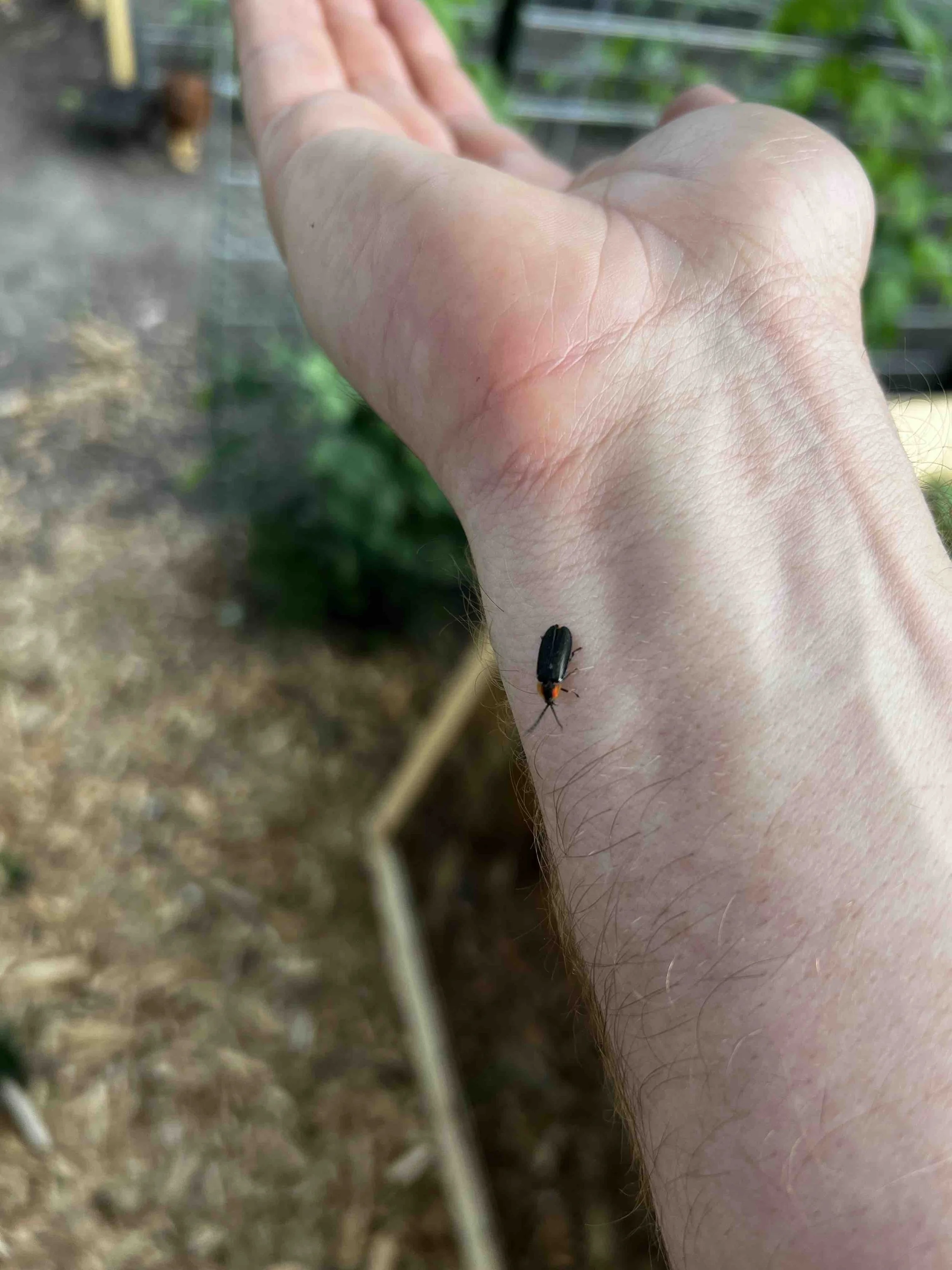 0166 - lightning bug