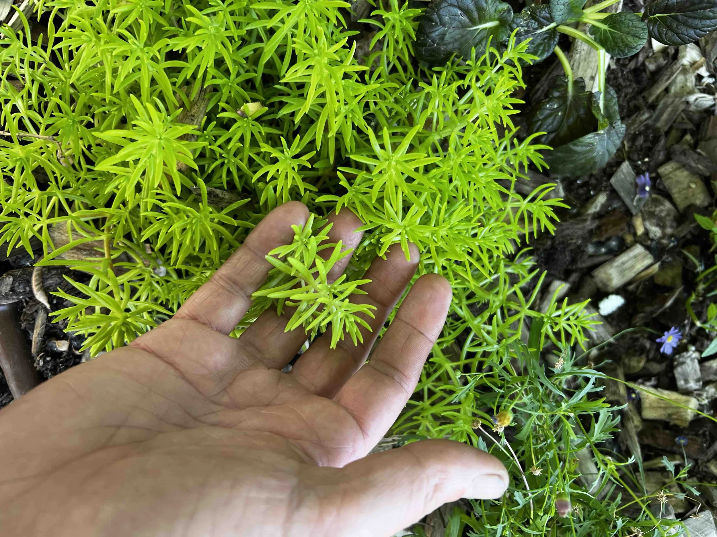 0165 - bright sedum