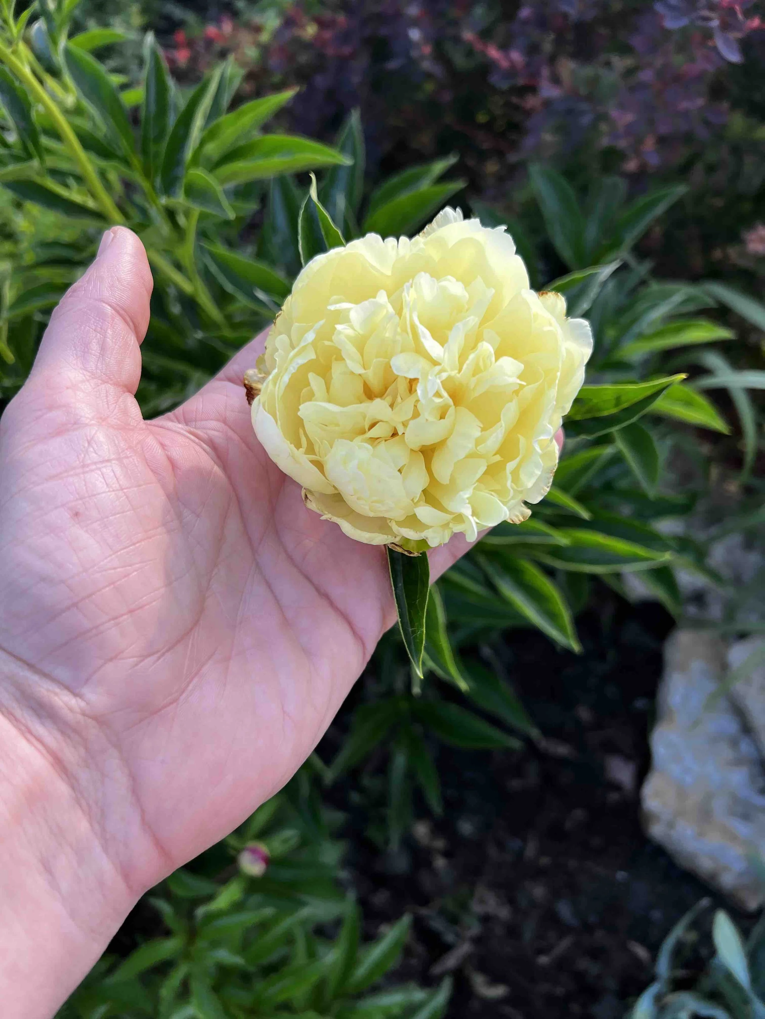 0168 - yellow peony