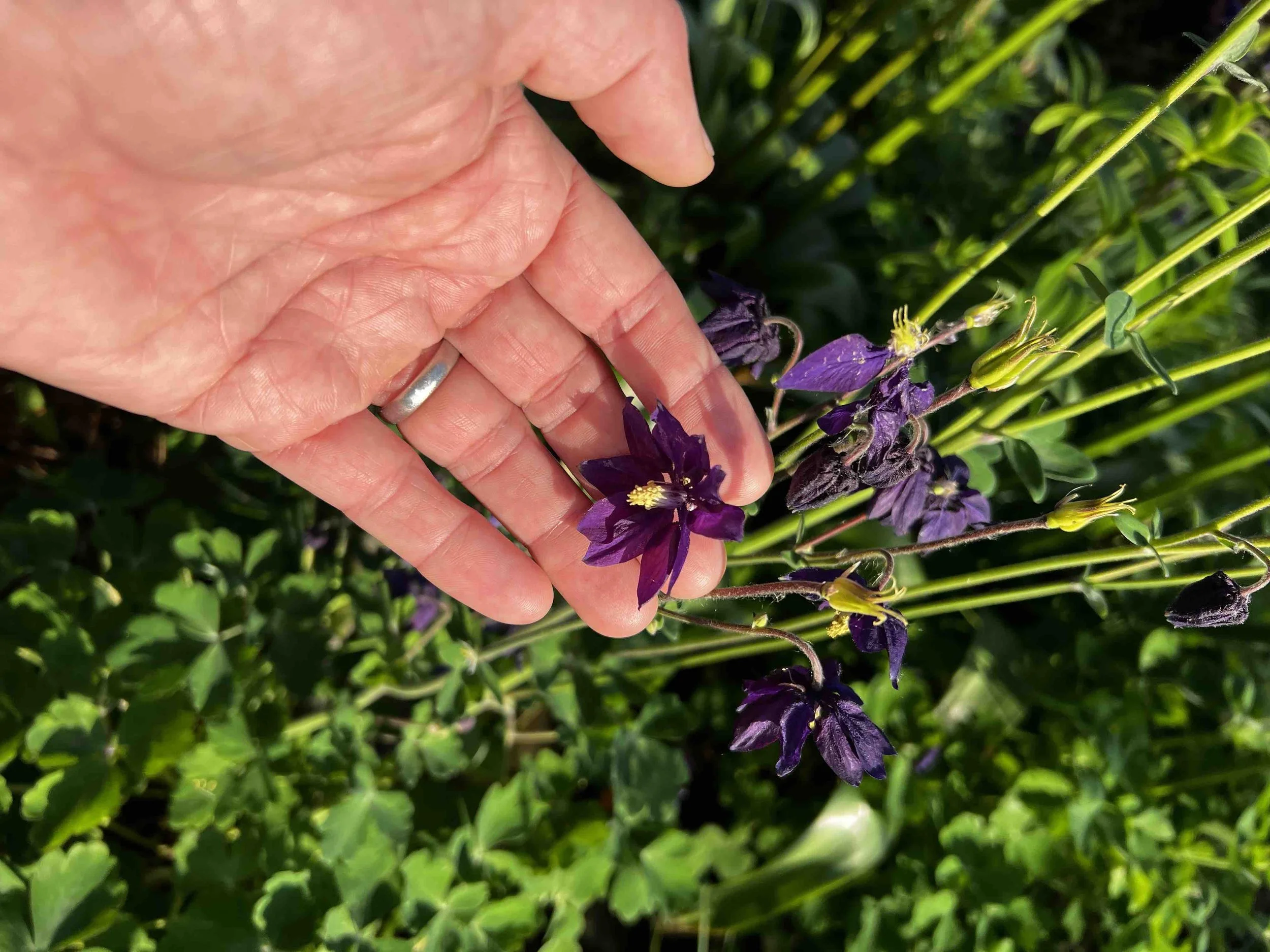 0172 - purple columbine