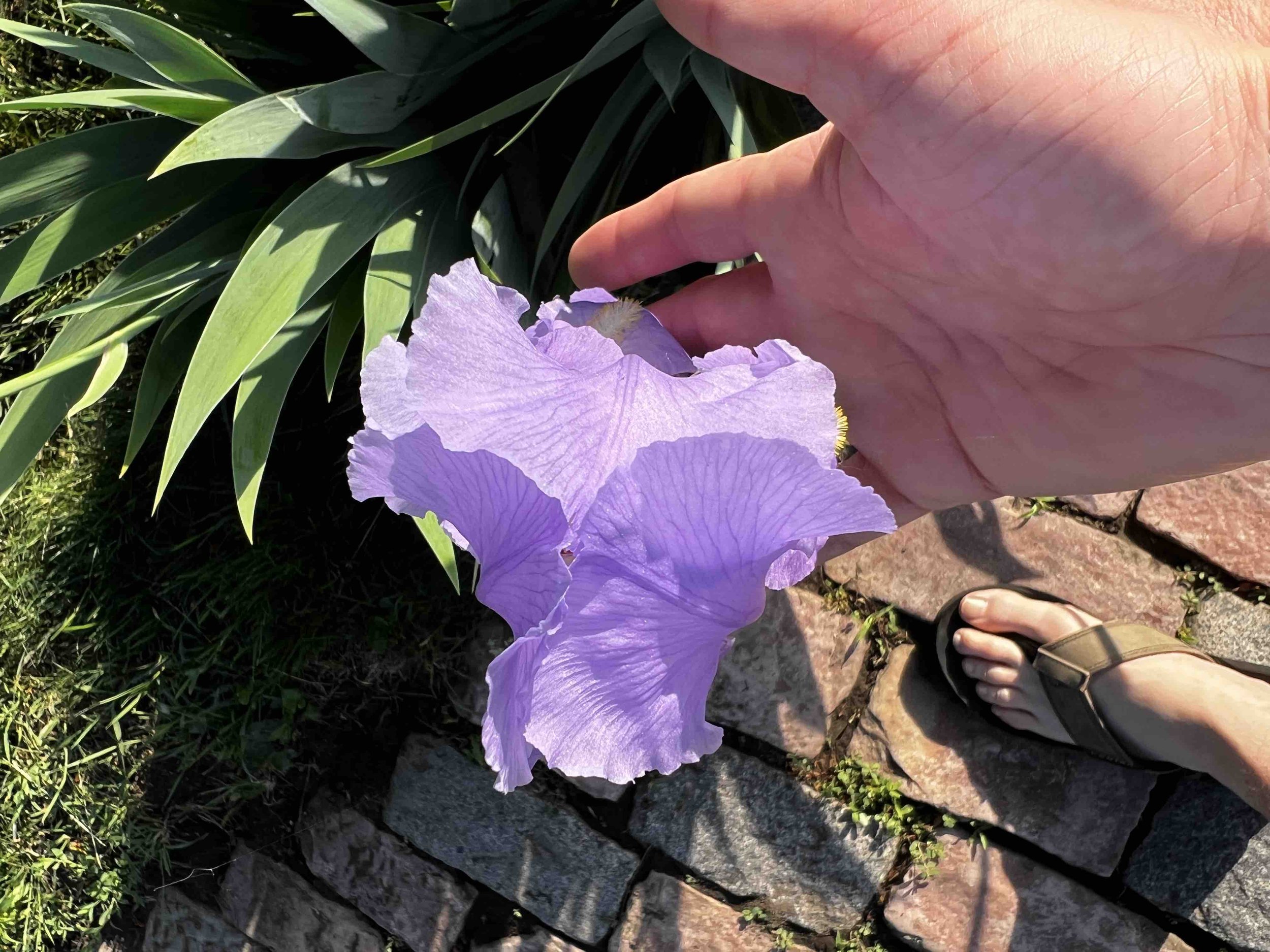 0173 - fragrant iris