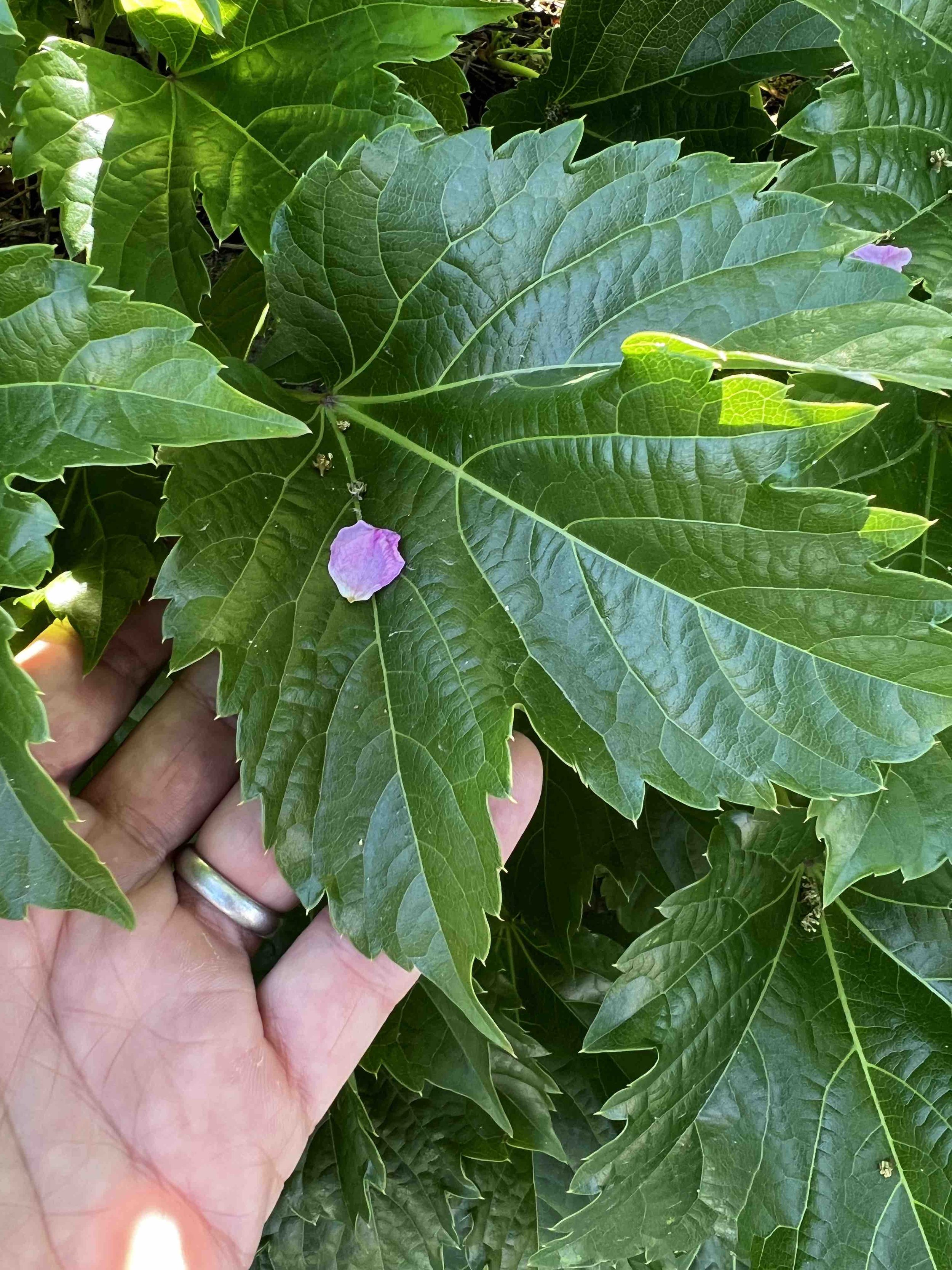 0178 - petal on an ivy leaf