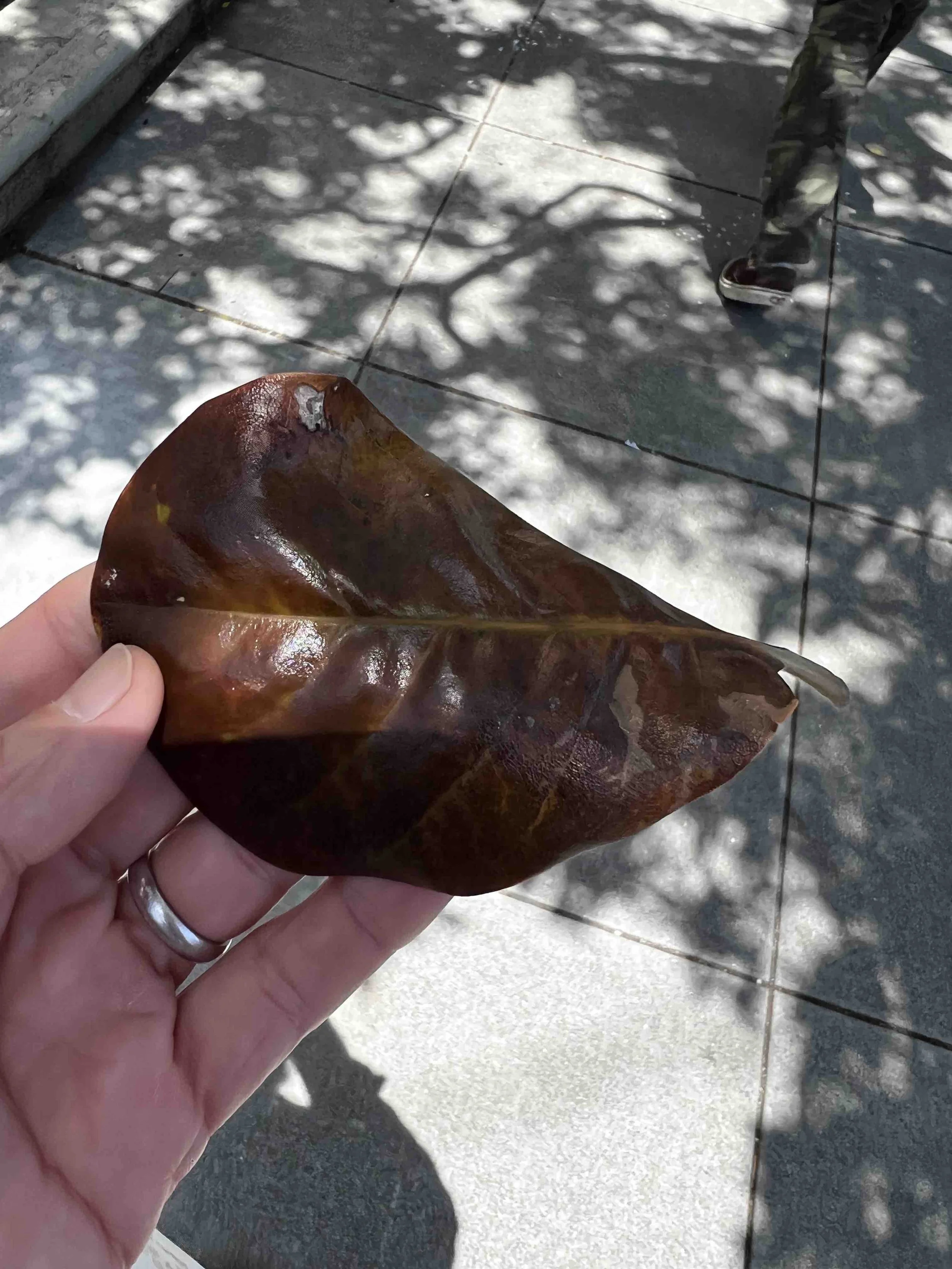 0190 - magnolia leaf
