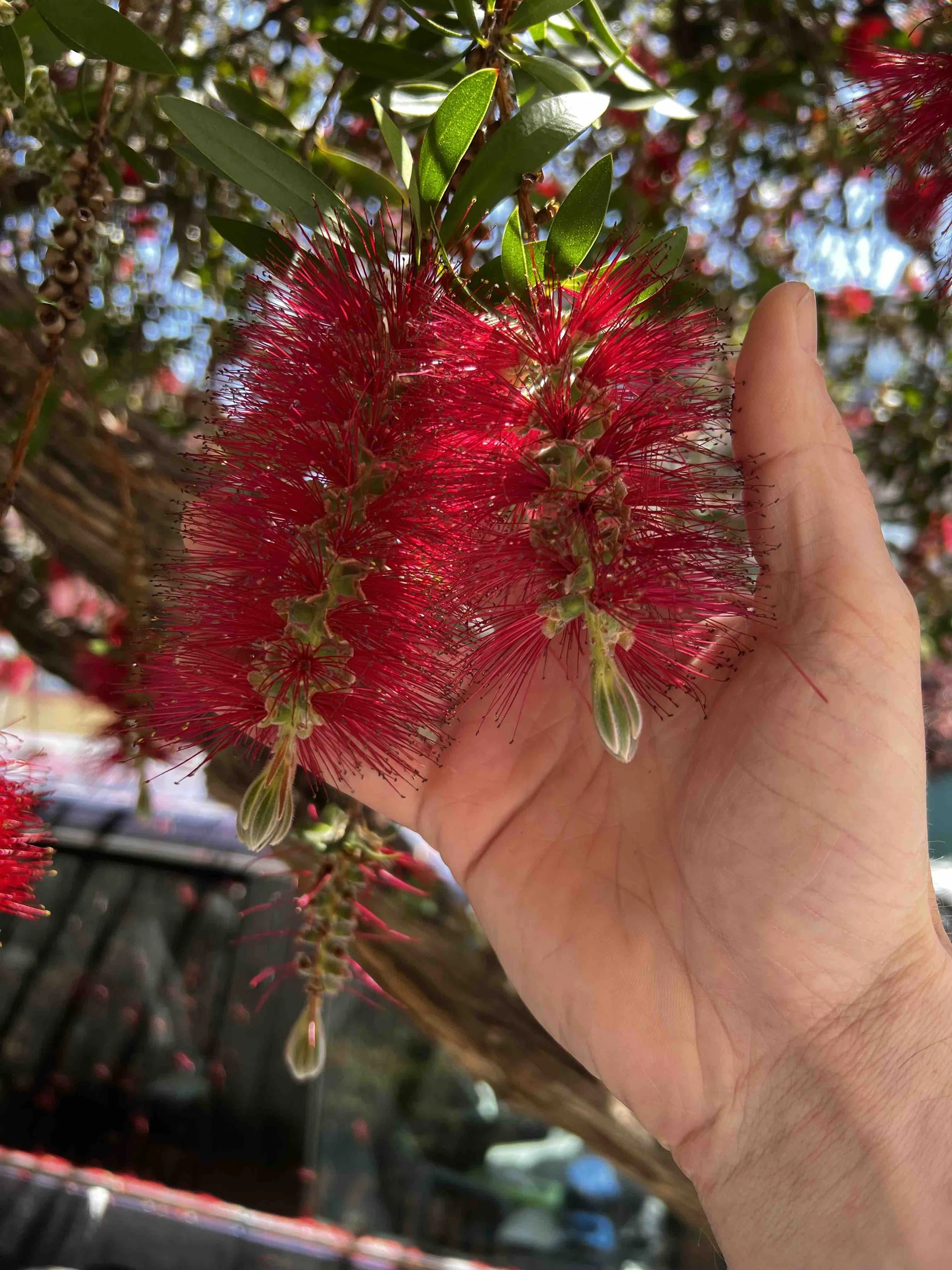 0194 - bottlebrush