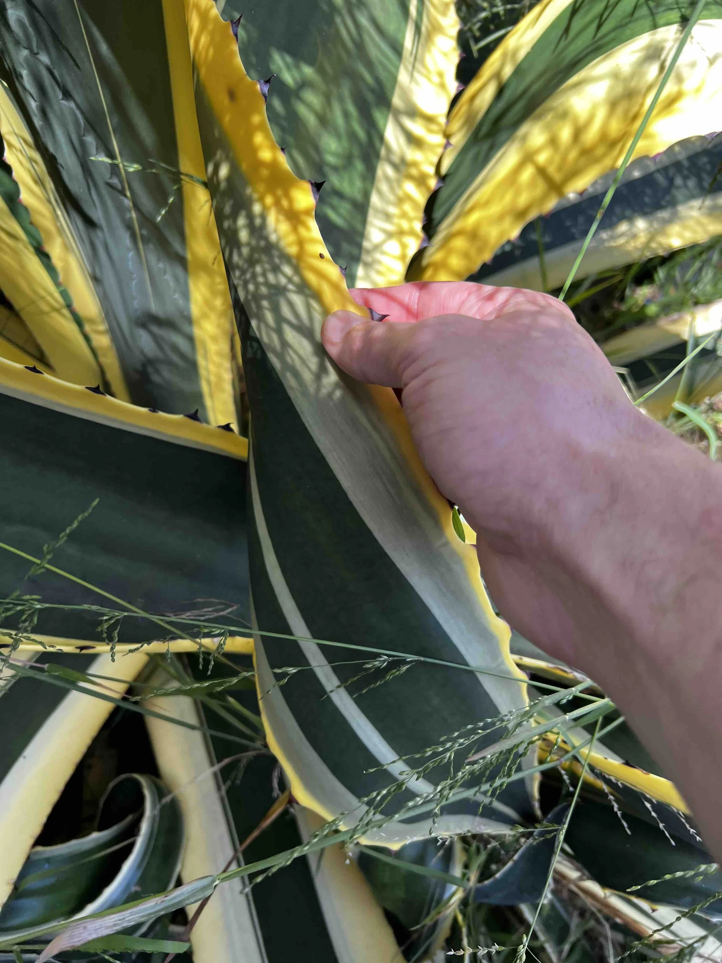 0195 - variegated agave