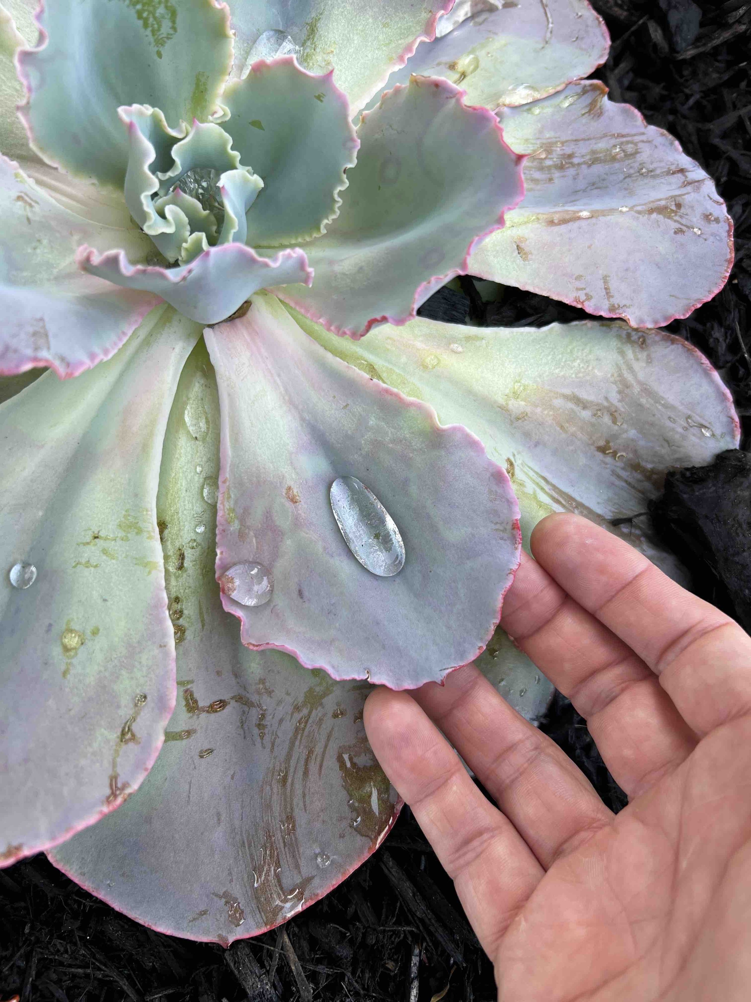 0198 - water drop on a succulent