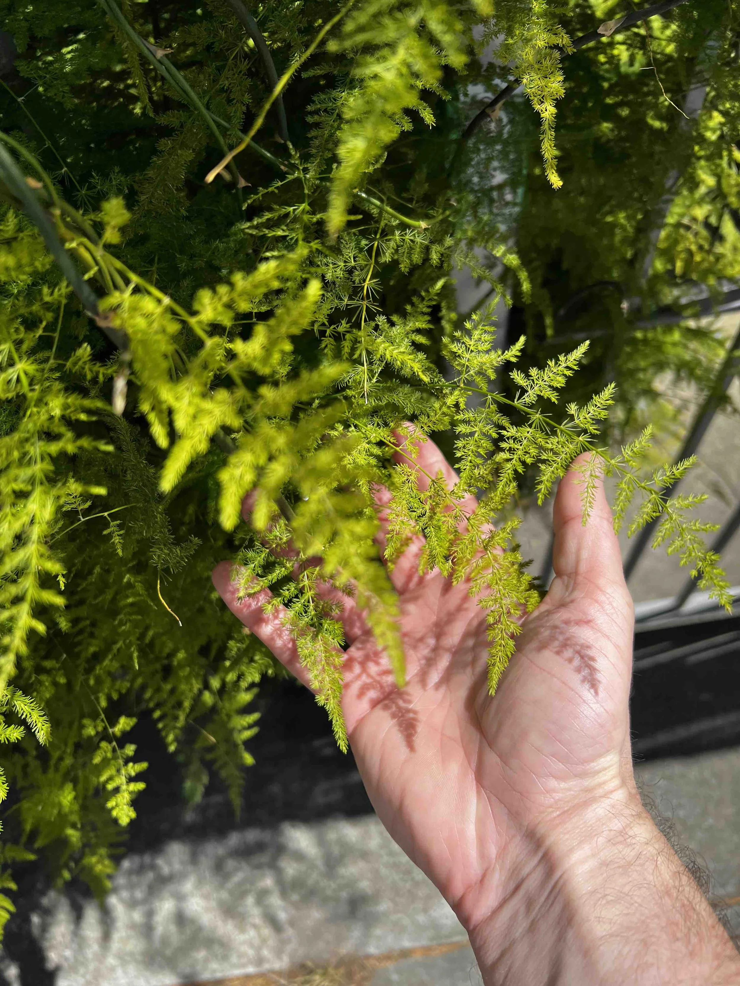 0200 - very nice asparagus fern