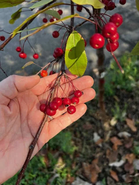 0603 - bright crabapples