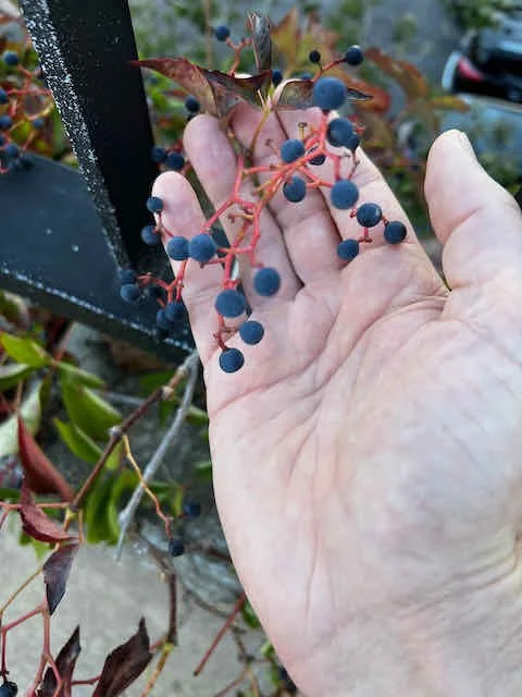 0616 - creeper berries