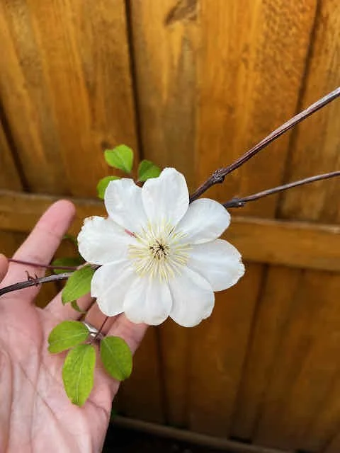 0619 - last clematis blossom
