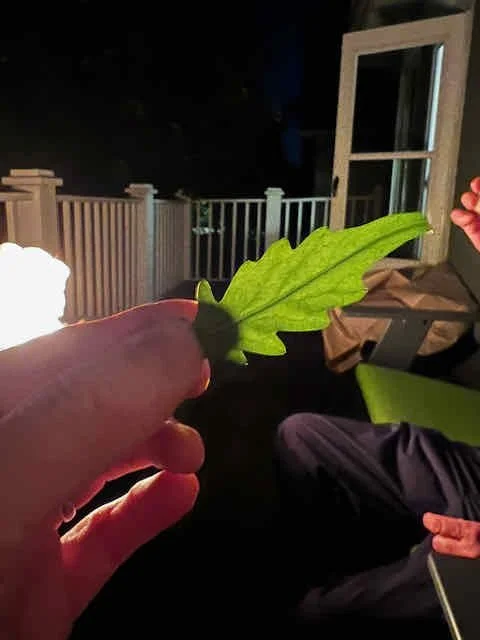 0627 - volunteer rucola