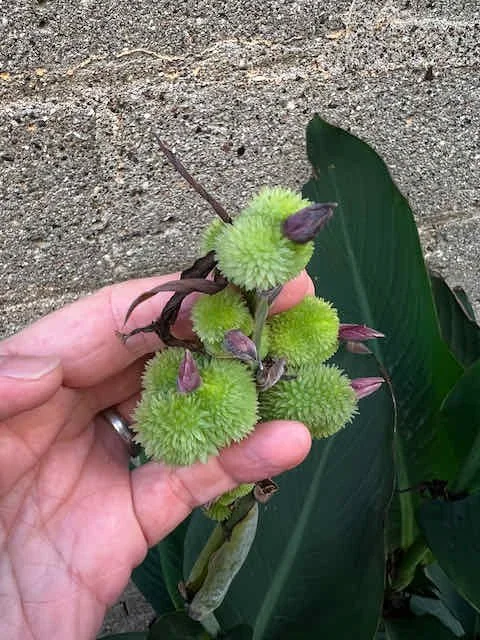 0631 - ginger pods