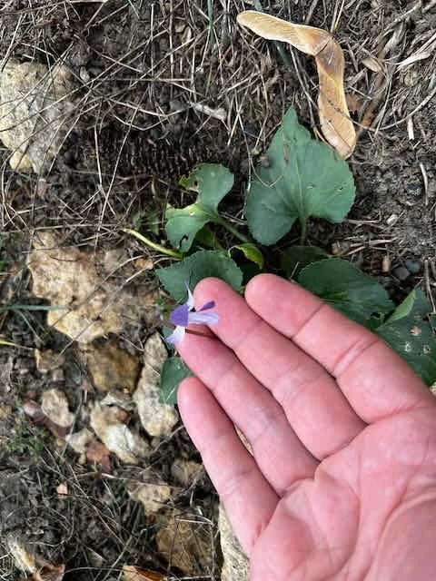 0639 - late season violet