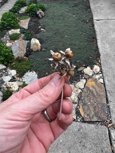 0643 - morning glory seed pods