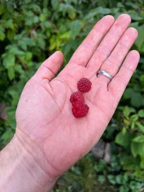 0644 - last raspberries