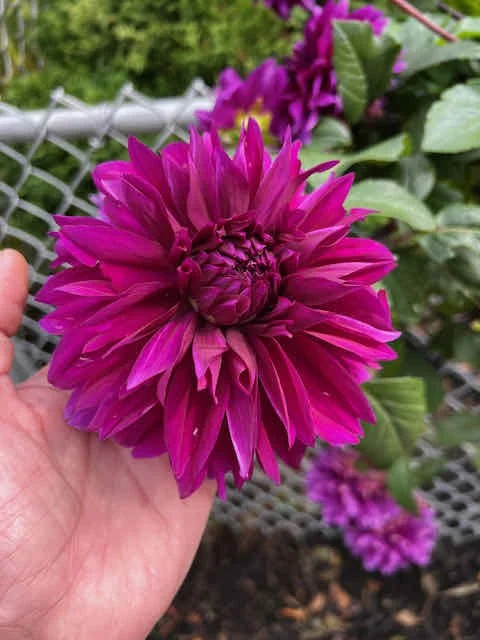 0648 - nice dahlia