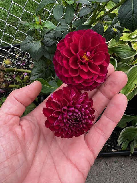 0649 - zinnia
