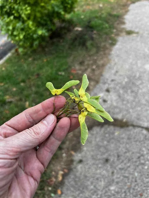 0652 - bright maple seeds