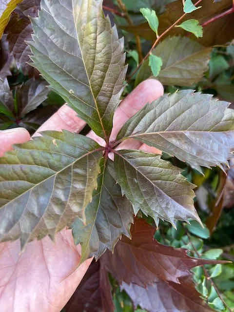 0657 - nice creeper leaves