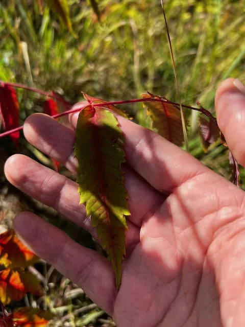 0661 - variegated leaf