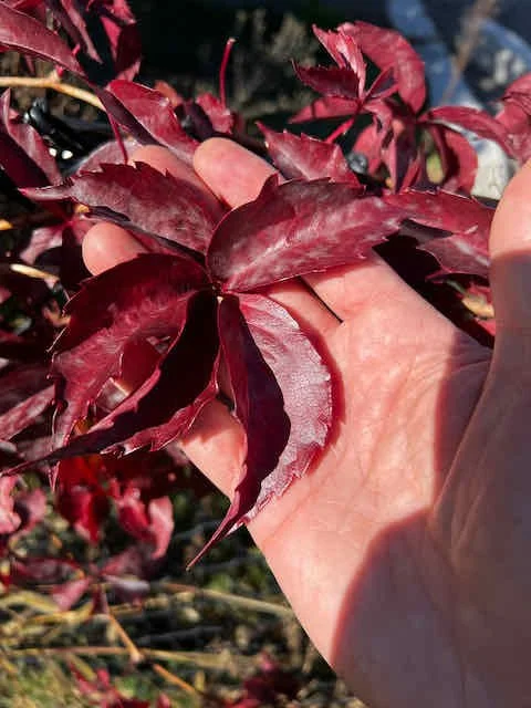 0664 - red vine