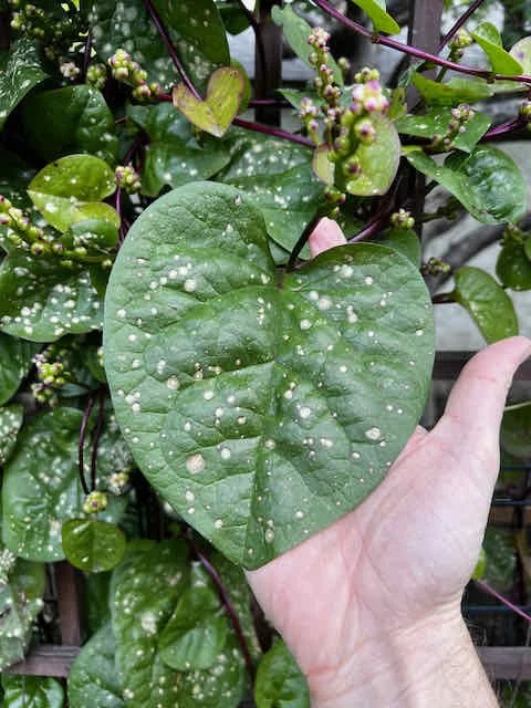 0668 - spinach leaf dying