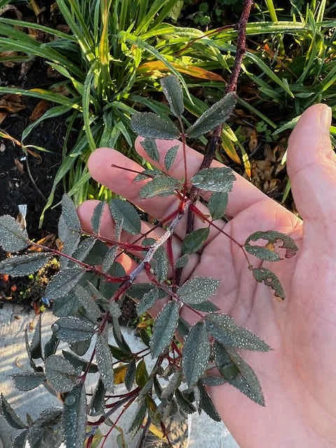 0672 - dewy rose leaves