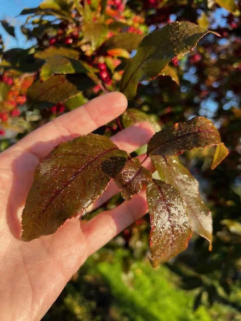 0673 - dewy apple leaves