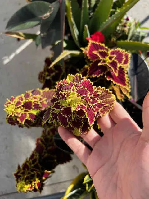 0675 - coleus