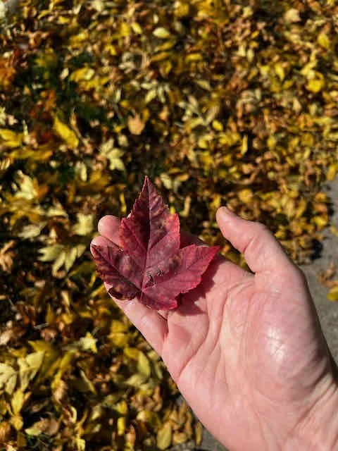 0678 - red maple leaf