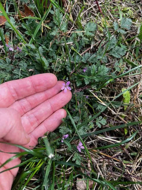 0687 - tiny pink flower