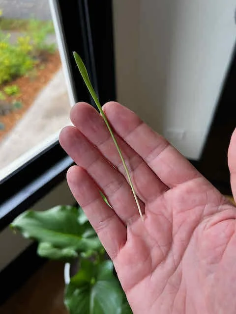 0691 - volunteer rice shoot