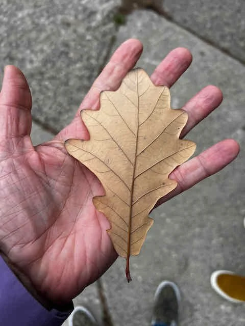 0696 - handsome oak leaf