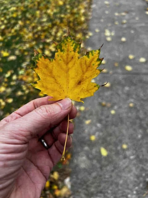 0697 - speckled maple leaf