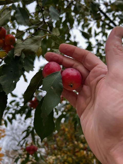 0706 - big crabapples